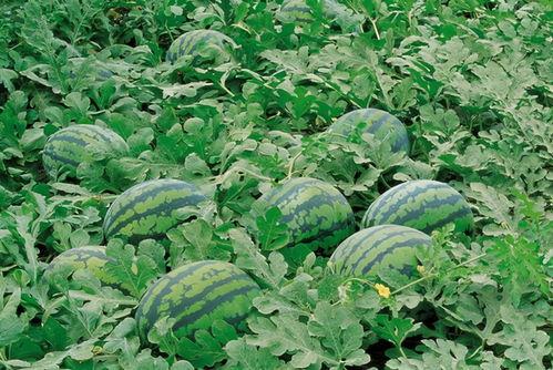 娱乐吃瓜场地图片大全高清,一场视觉盛宴